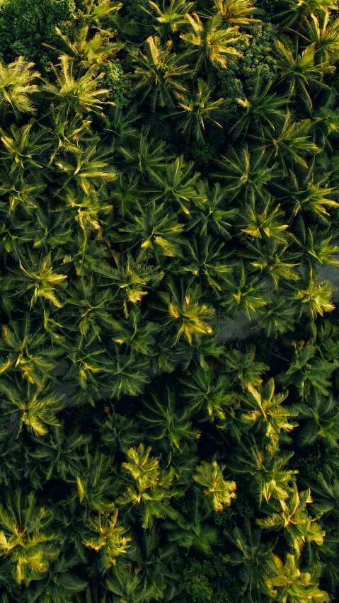 aerial po showing trees and grass in the day