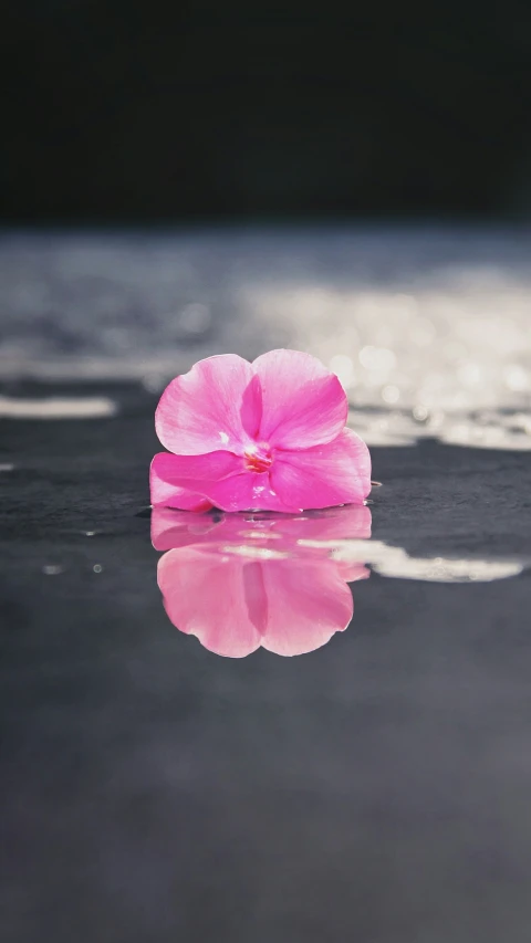 a pink flower floating in a dle on the water