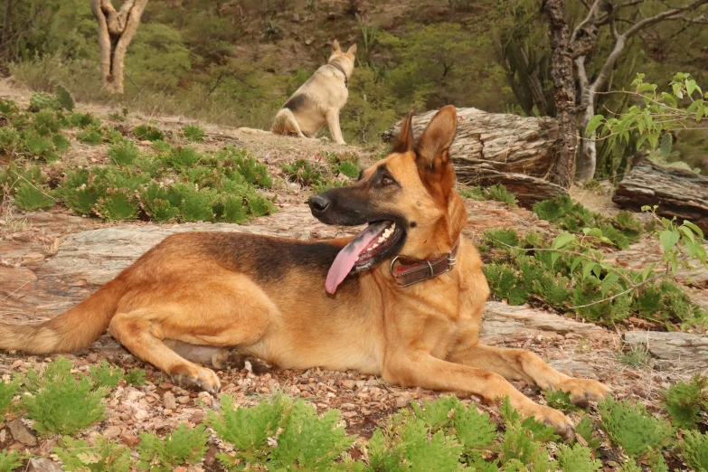 a large brown dog laying on top of a field