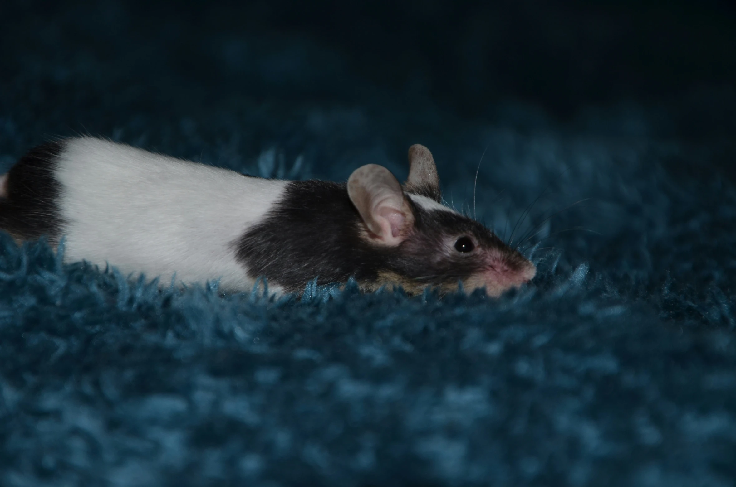 a black and white rat on some blue grass