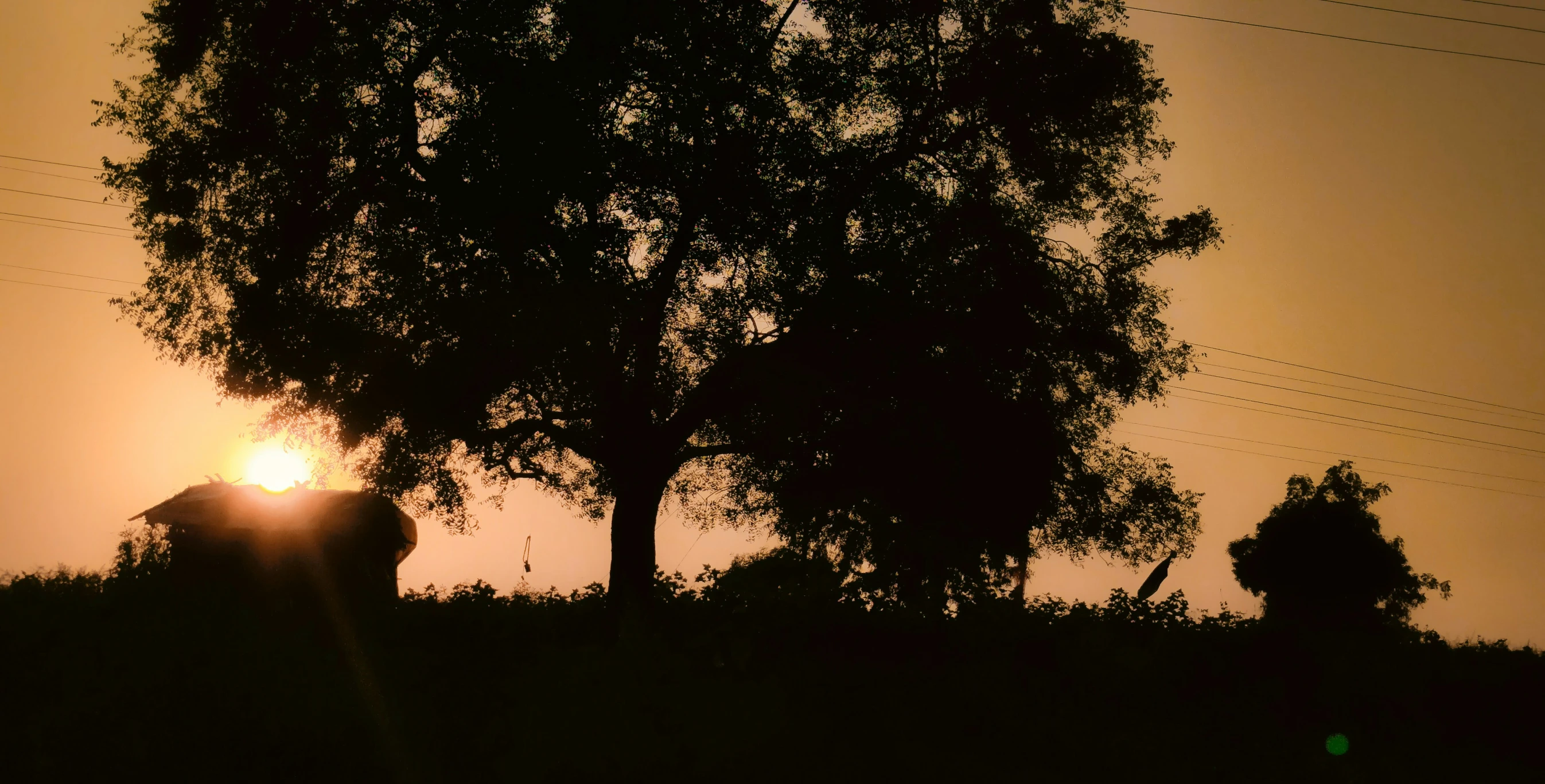 some trees and two giraffes are silhouetted in the sunset