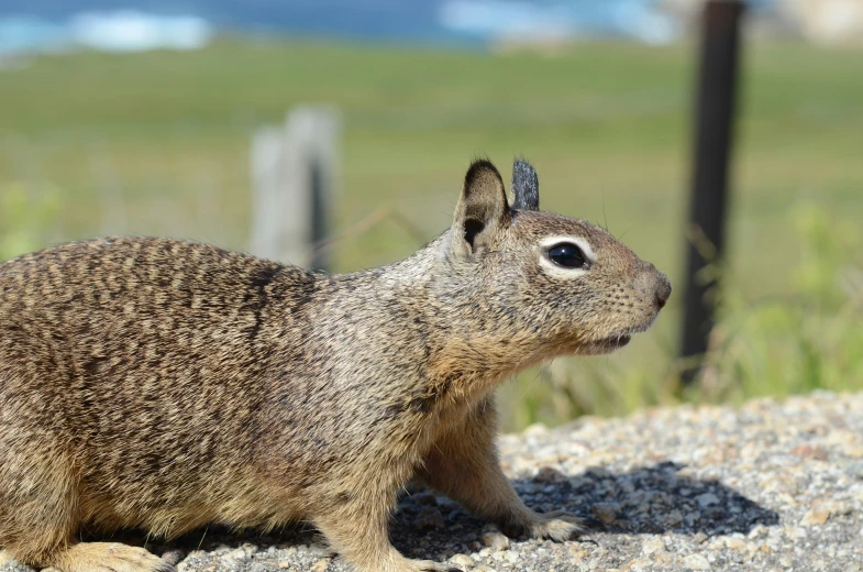 the small rabbit is sitting on top of a rocky surface