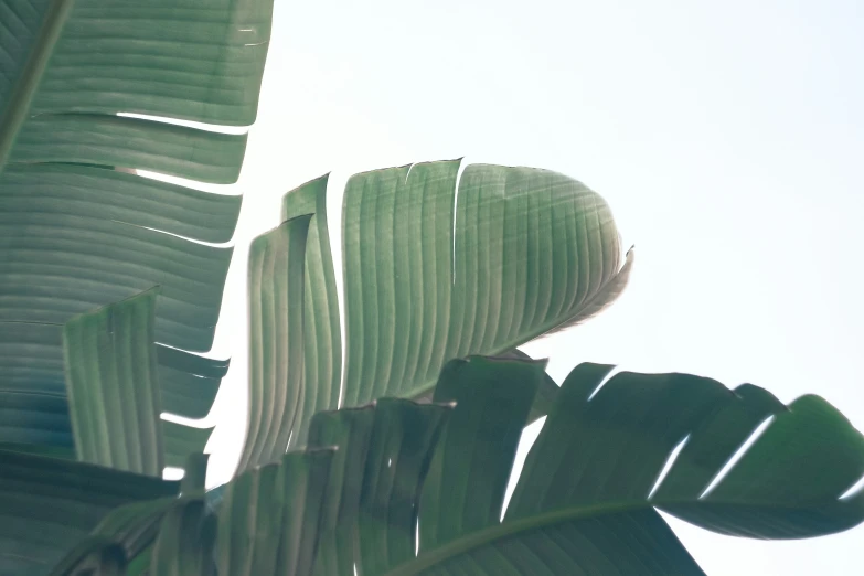 a banana tree with the sky in the background