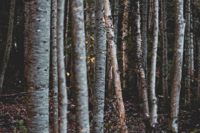 a lot of trees that are in the woods