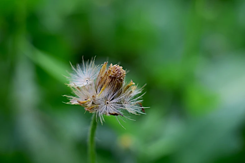 a green leafy area that appears to be blurred