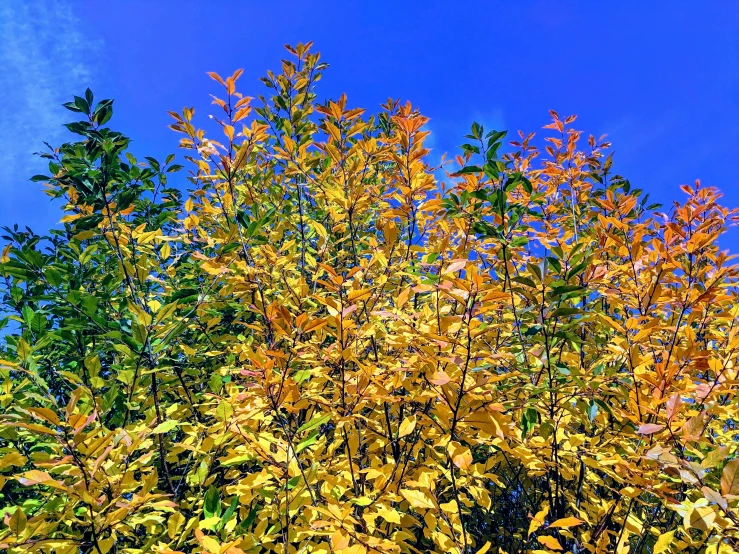 a very tall bush with lots of leaves