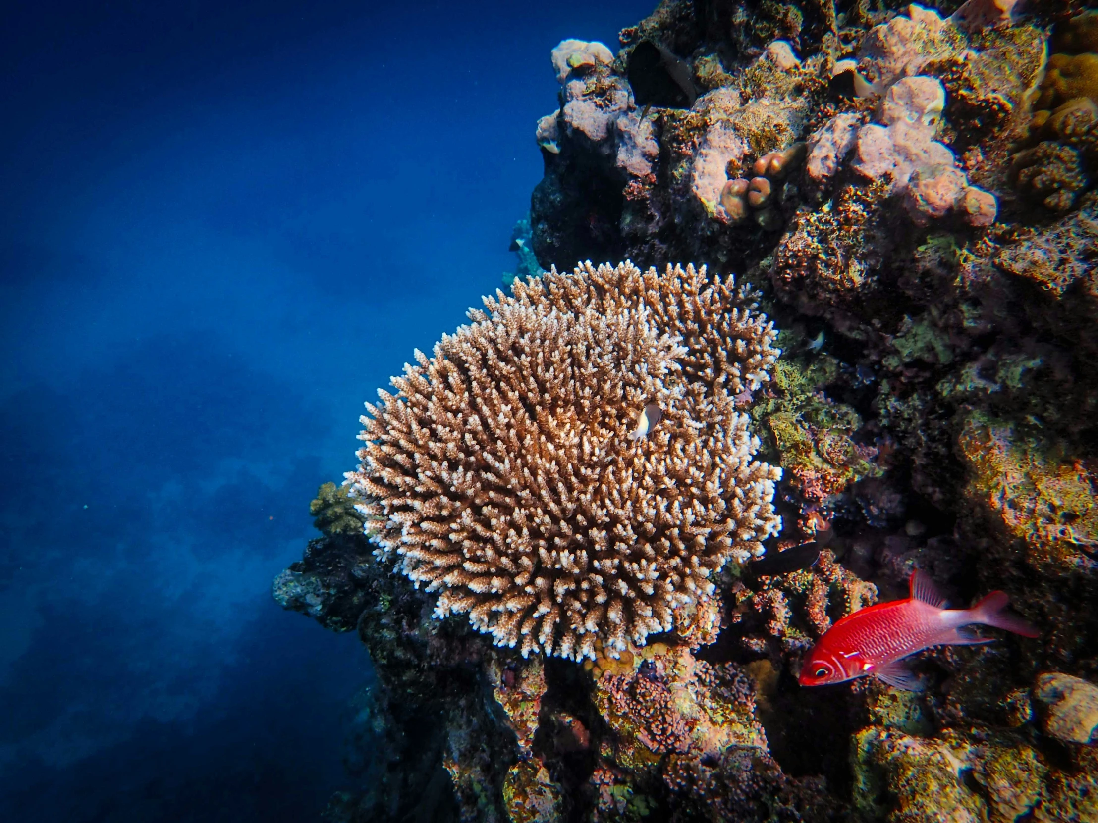 an orange and white sea animal on a coral