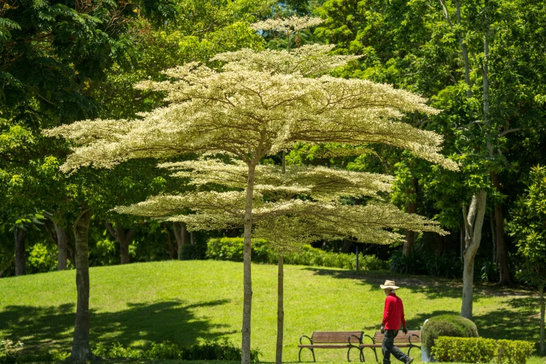 a person walking along a park bench next to trees