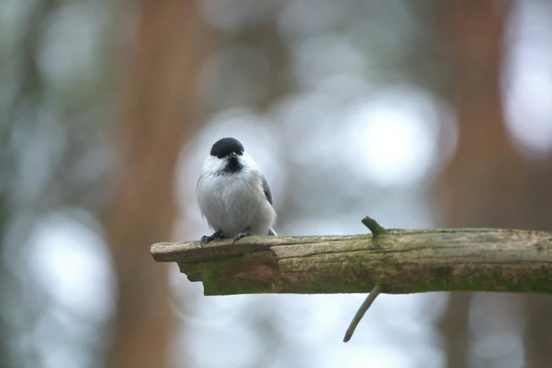 a small bird sitting on a nch in a forest