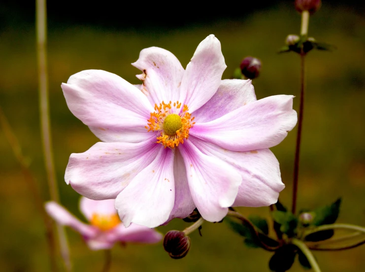a pink flower sits in a field