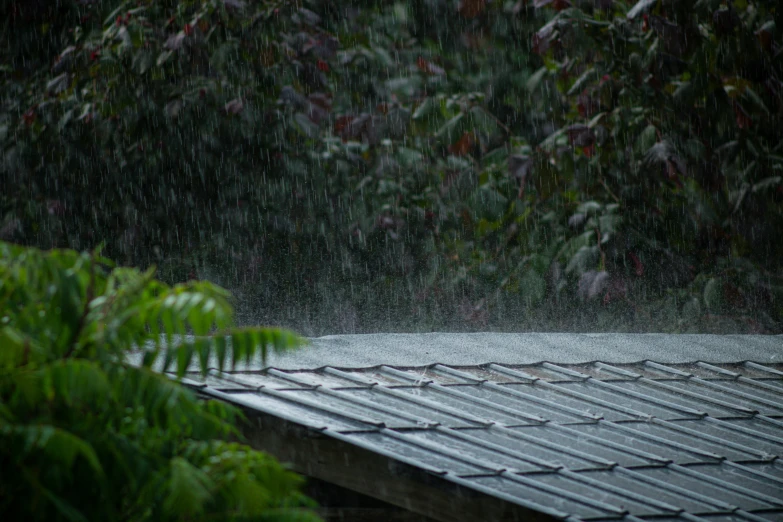 a wet roof is seen near a tree and shrubs