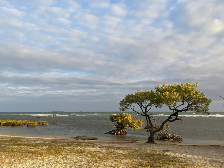 a lone tree stands in the beach sand