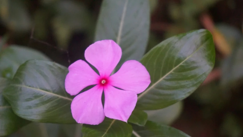 small pink flower with dark green leaves and background