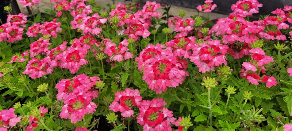 many pink flowers are growing in a planter