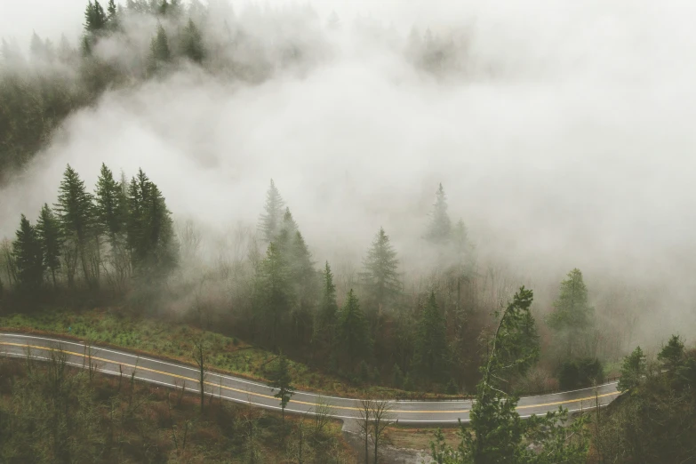 a long and winding road going through a foggy forest