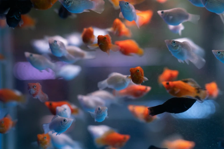 colorful fish floating in an aquarium filled with water