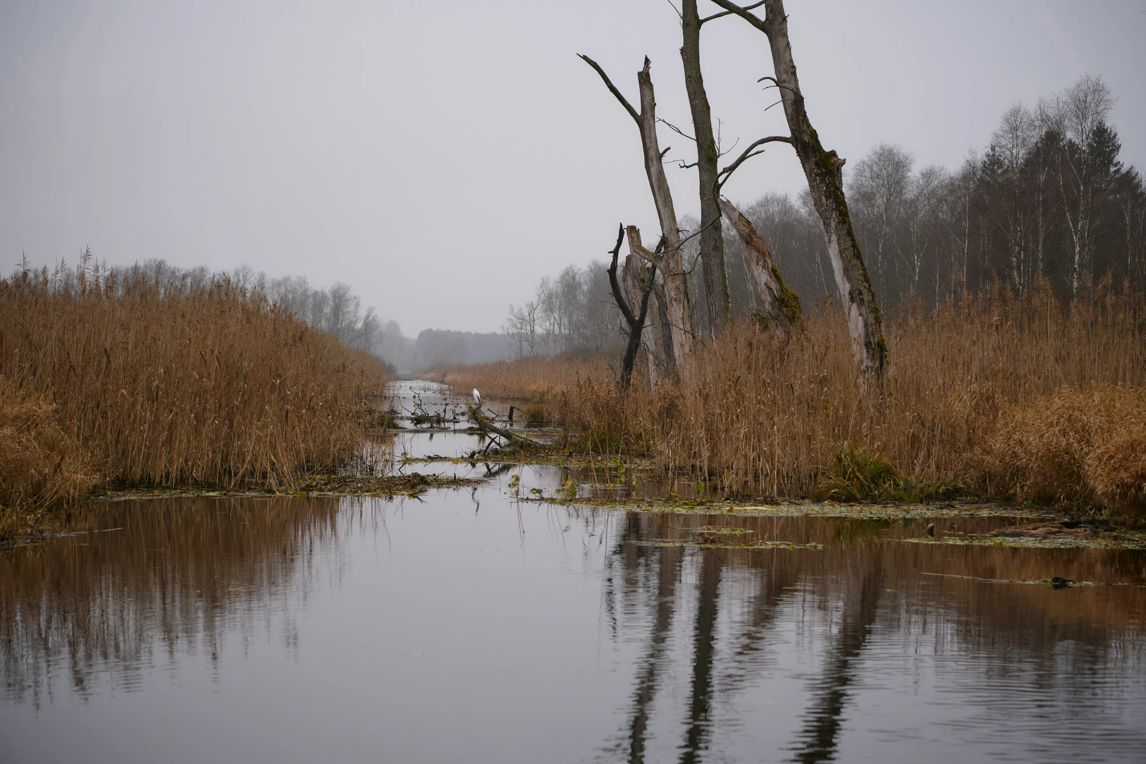 a river that is next to some tall grass