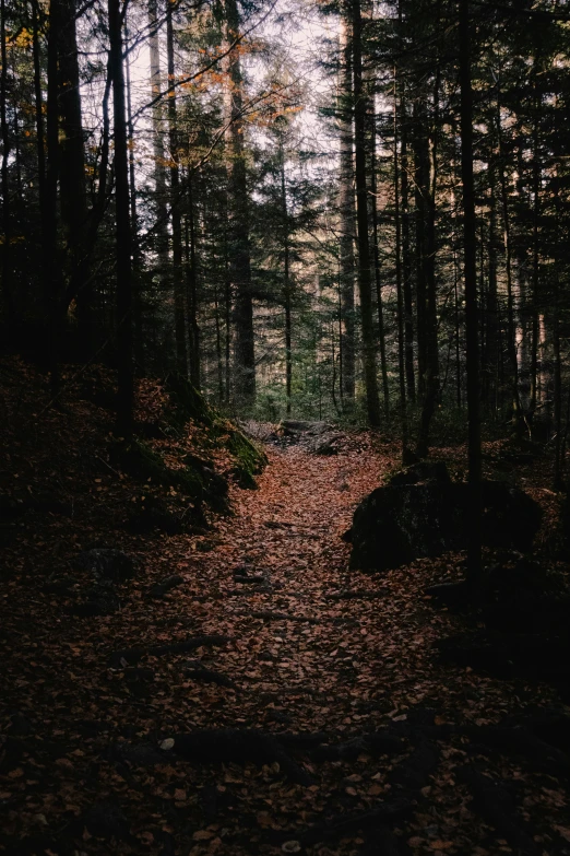 this is an image of a trail through the woods