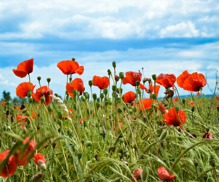 there is a field full of red flowers