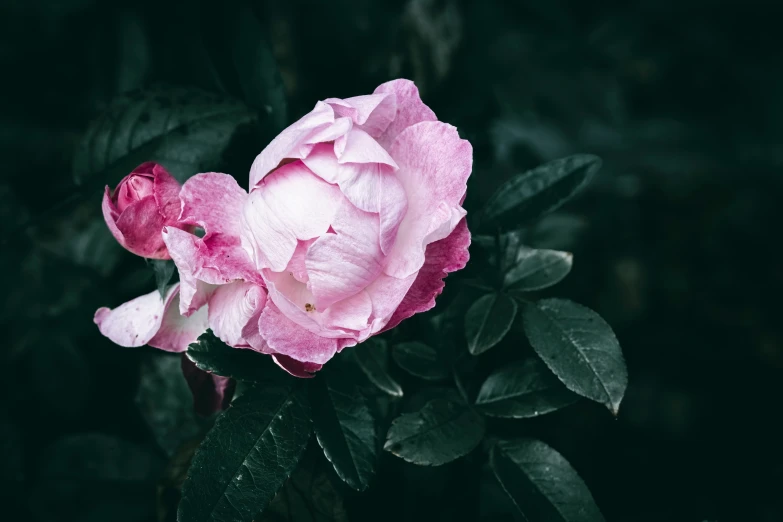 an image of a beautiful flower that looks like a pink rose