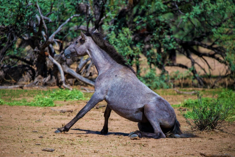 there is a very odd looking horse standing