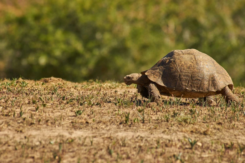 a turtle walking through the dirt on a sunny day