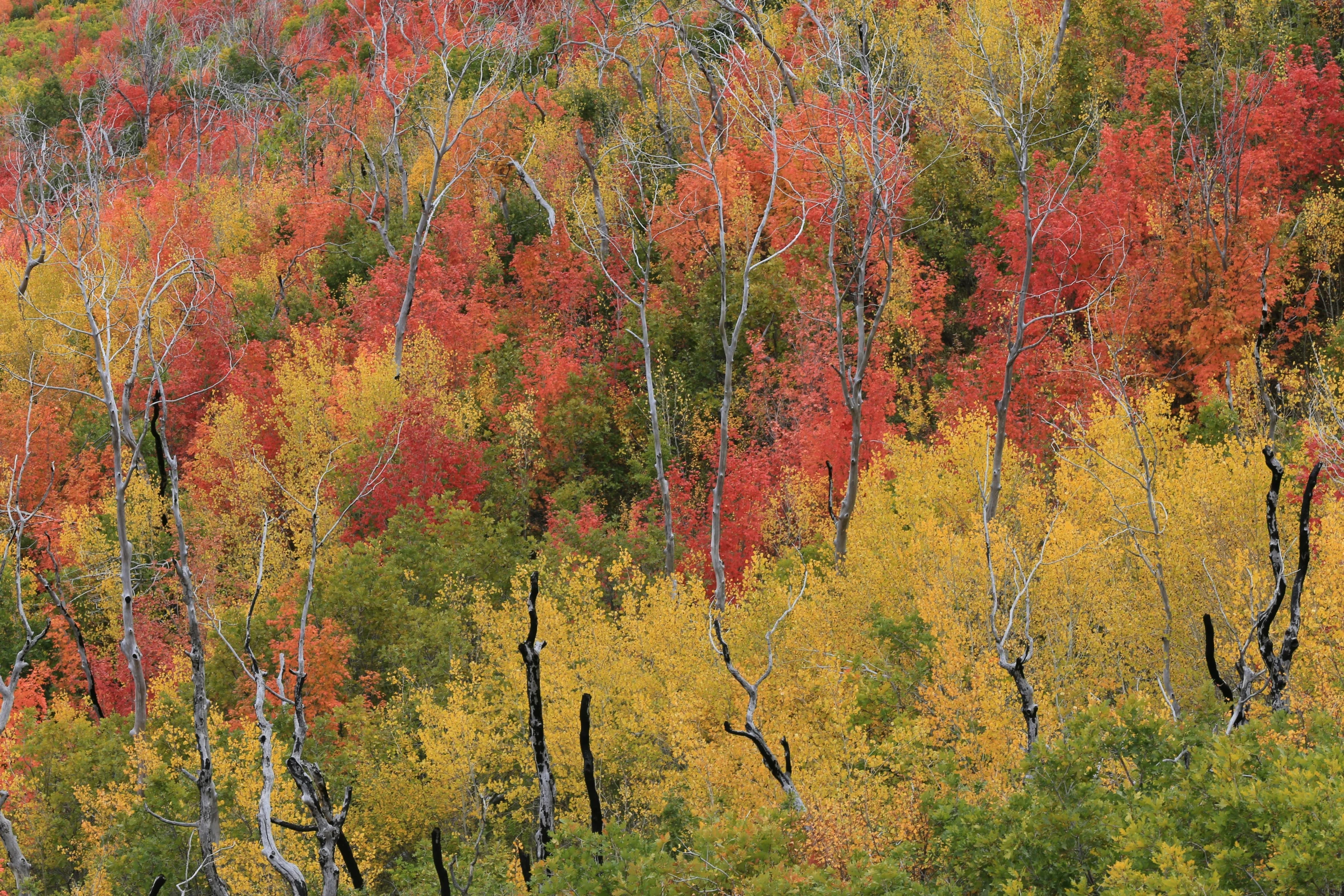 an area of trees that have all yellow, red and green foliage