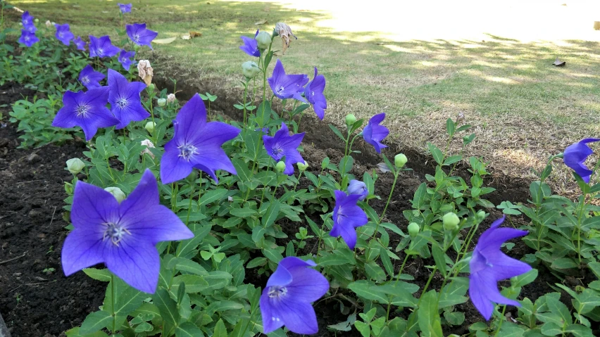 many blue flowers are in a garden bed