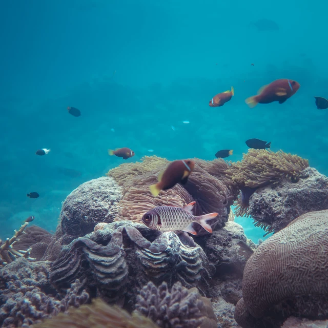 a group of fish swims near a coral reef