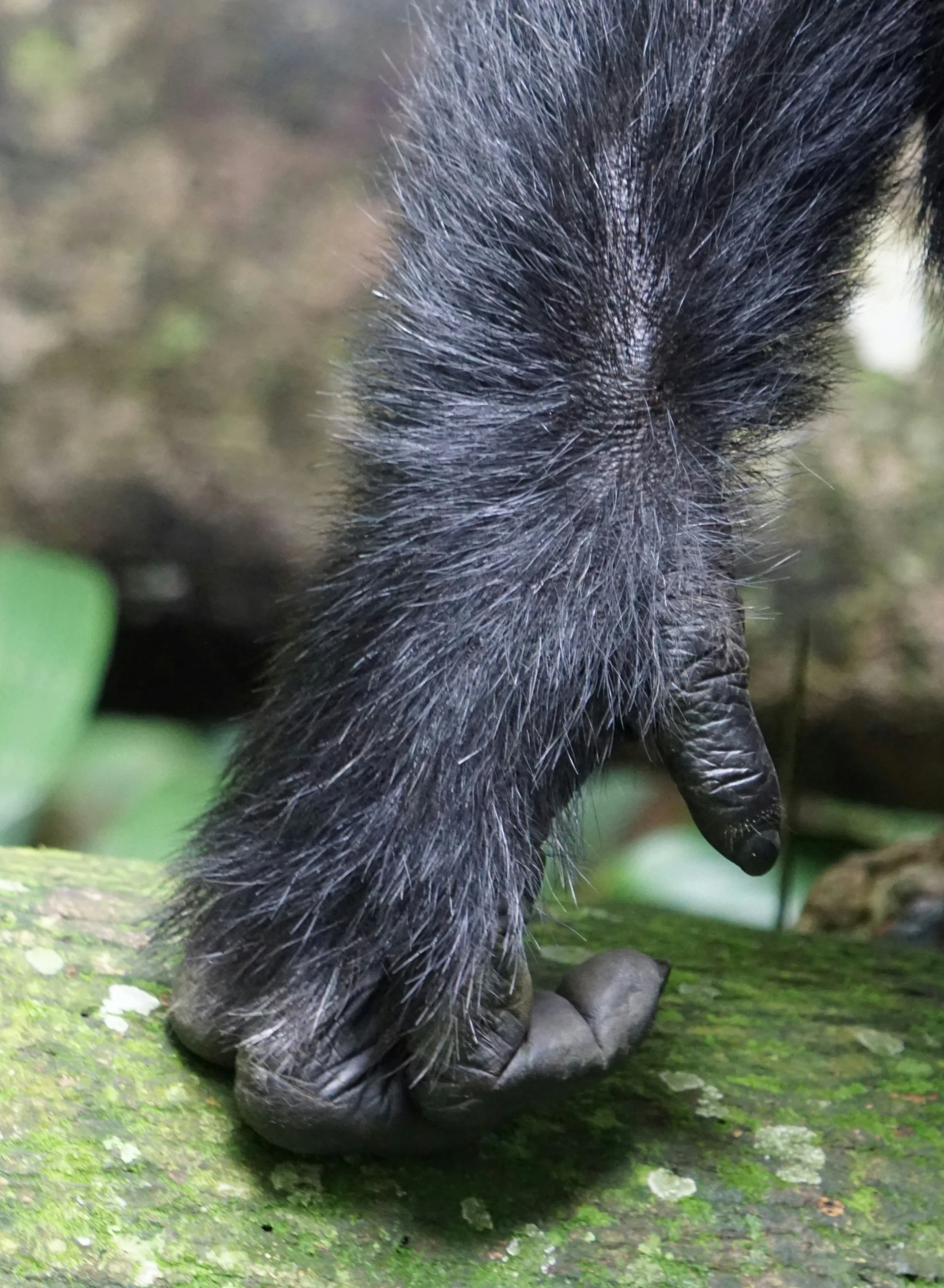 a furry animal with one paw on a rock