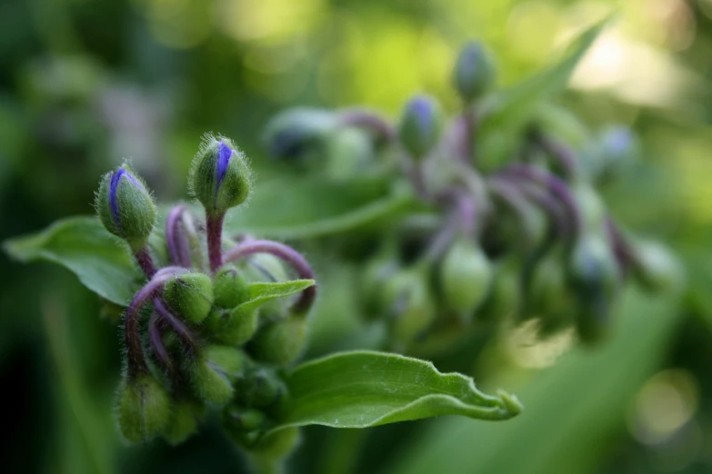 a group of green, purple and white flowers