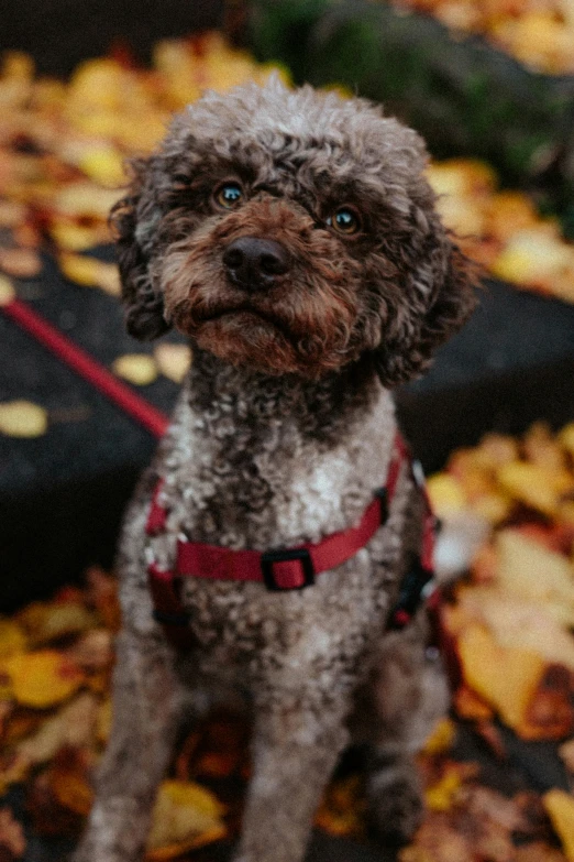 the dog has his collar tied down to it's chest