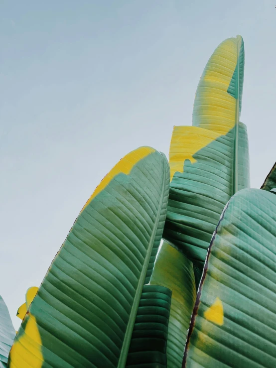 a plant is displayed on a cloudy day