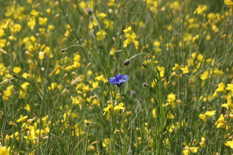 a field filled with lots of tall purple flowers