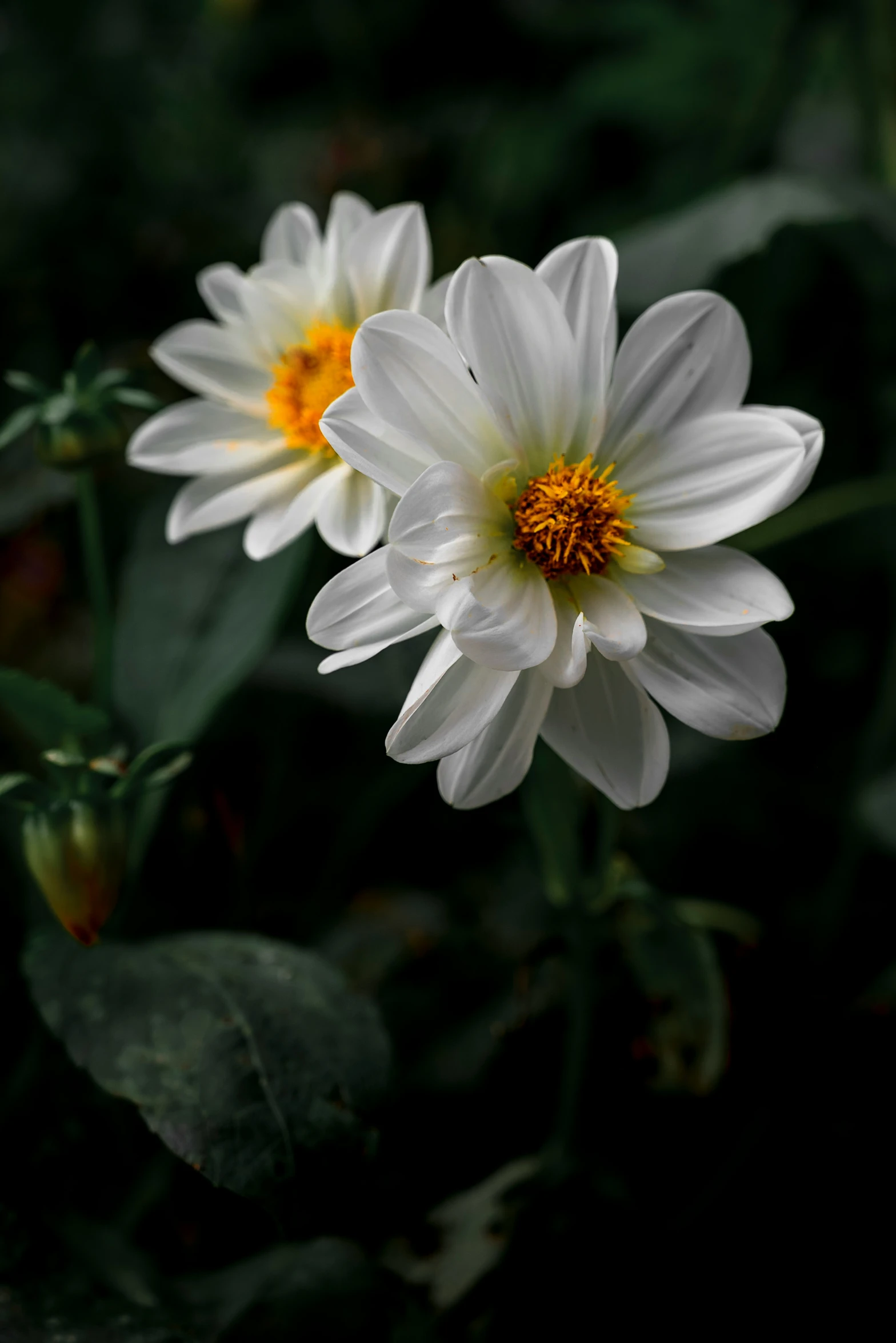 two white flowers with yellow centers and green leaves