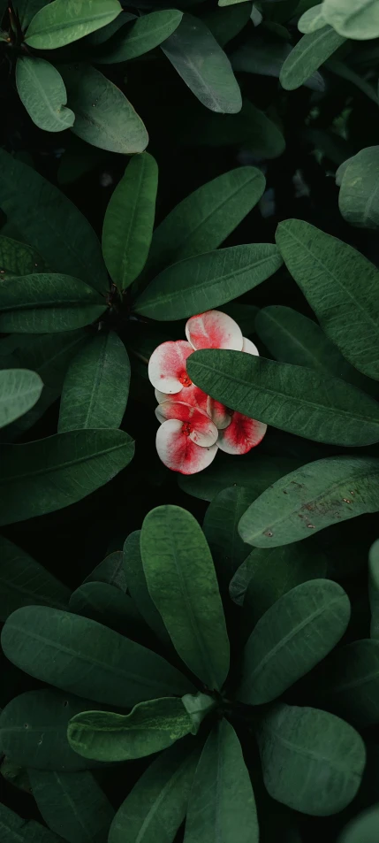 the delicate blooms of a plant with red and white petals