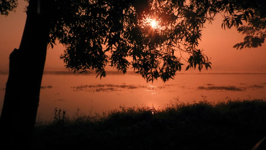 a silhouette of trees and water during a sunset