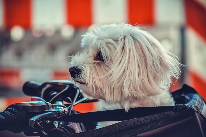 small white dog sitting on a sidecar of a motorcycle