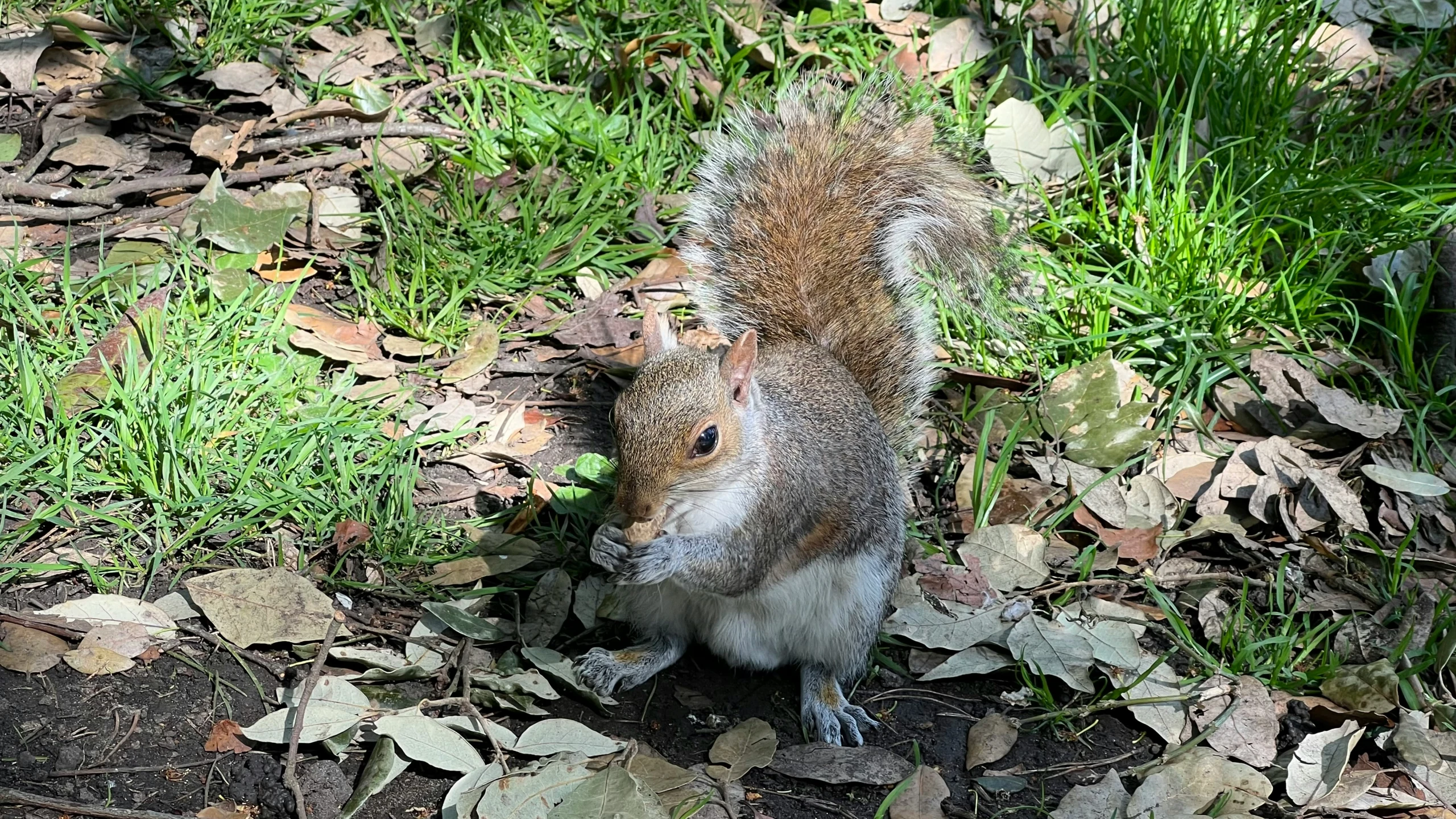 the squirrel is standing on leaves in the park