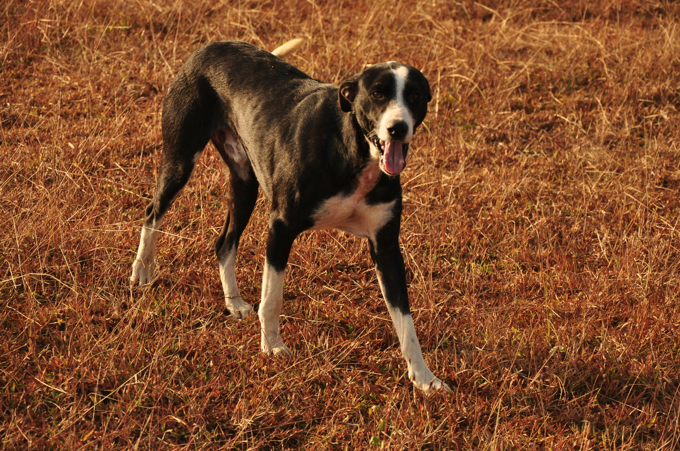 dog standing alone in field showing tongue out