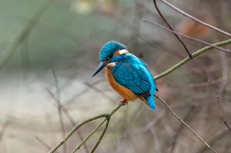 a close up of a bird sitting on a nch