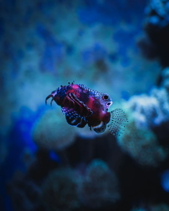 red fish swimming through blue and white corals