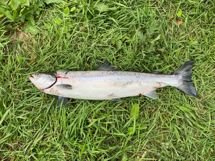 a dead fish in grass and weeds