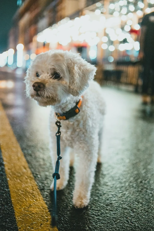 a white dog on leash standing on the sidewalk