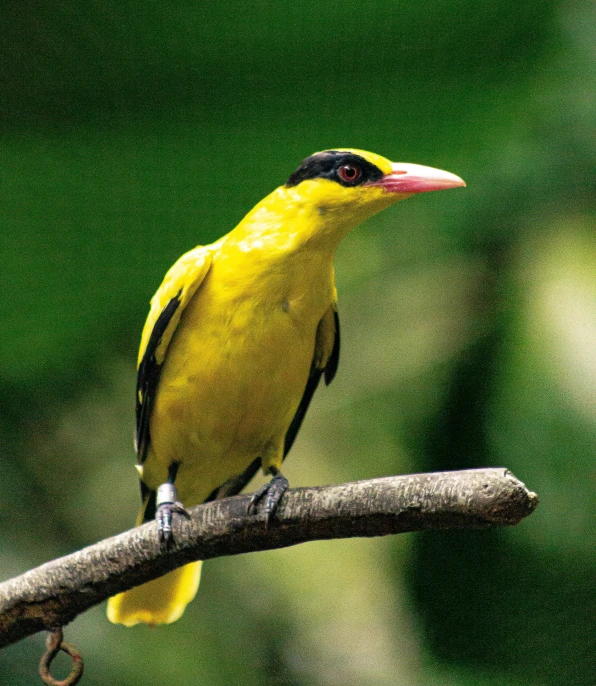 a small yellow and black bird sits on a tree nch