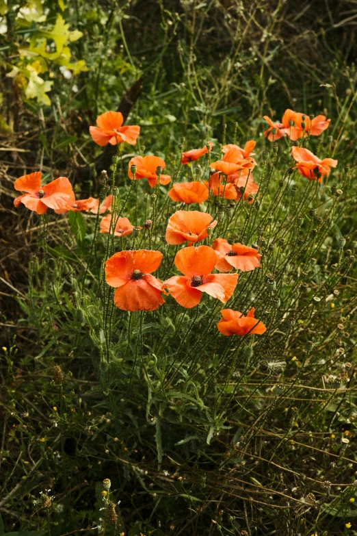 a number of flowers in a field near trees