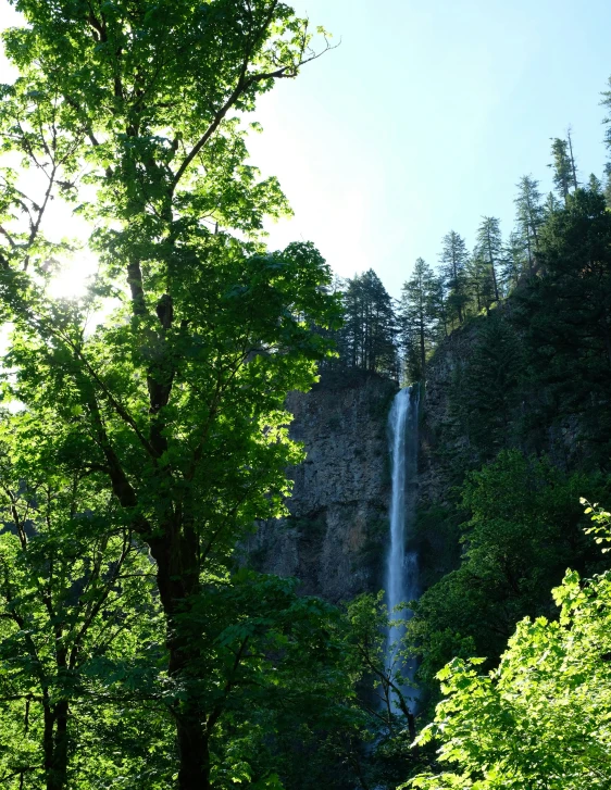 the waterfall has a big tall tree near it