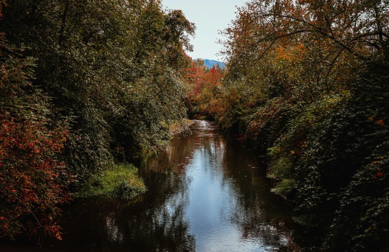 a stream that goes through some trees by the beach