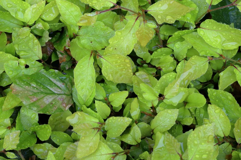 close up of the green leaves of a bush