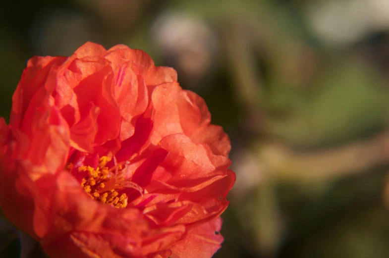 a red flower blooming on a sunny day